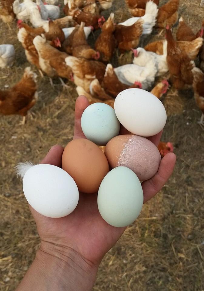 Free Range Farm Eggs