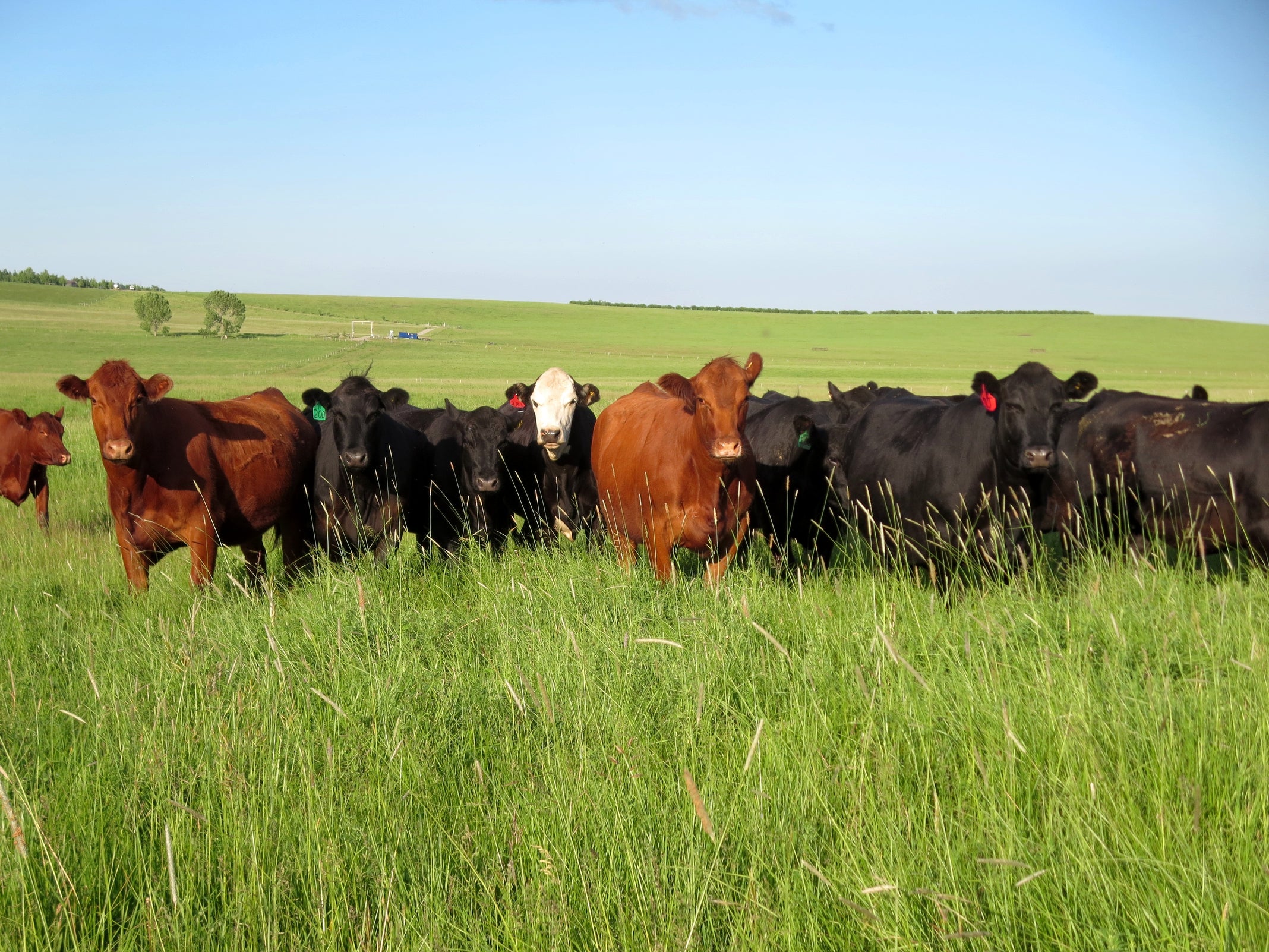 Grazed Right. Grass Fed Beef From Calgary, Alberta, Canada ...